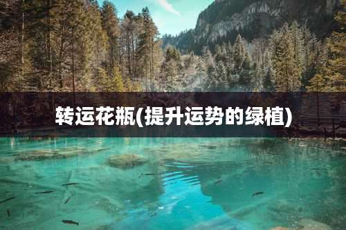 转运花瓶(提升运势的绿植)