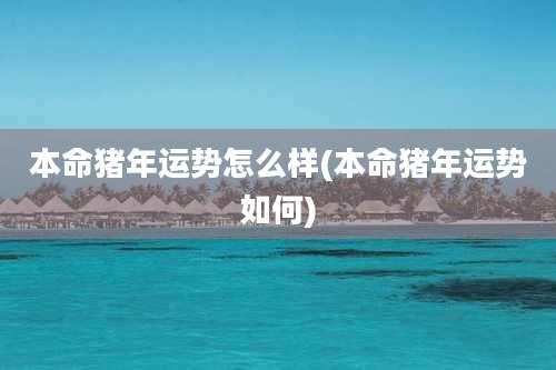 本命猪年运势怎么样(本命猪年运势如何)